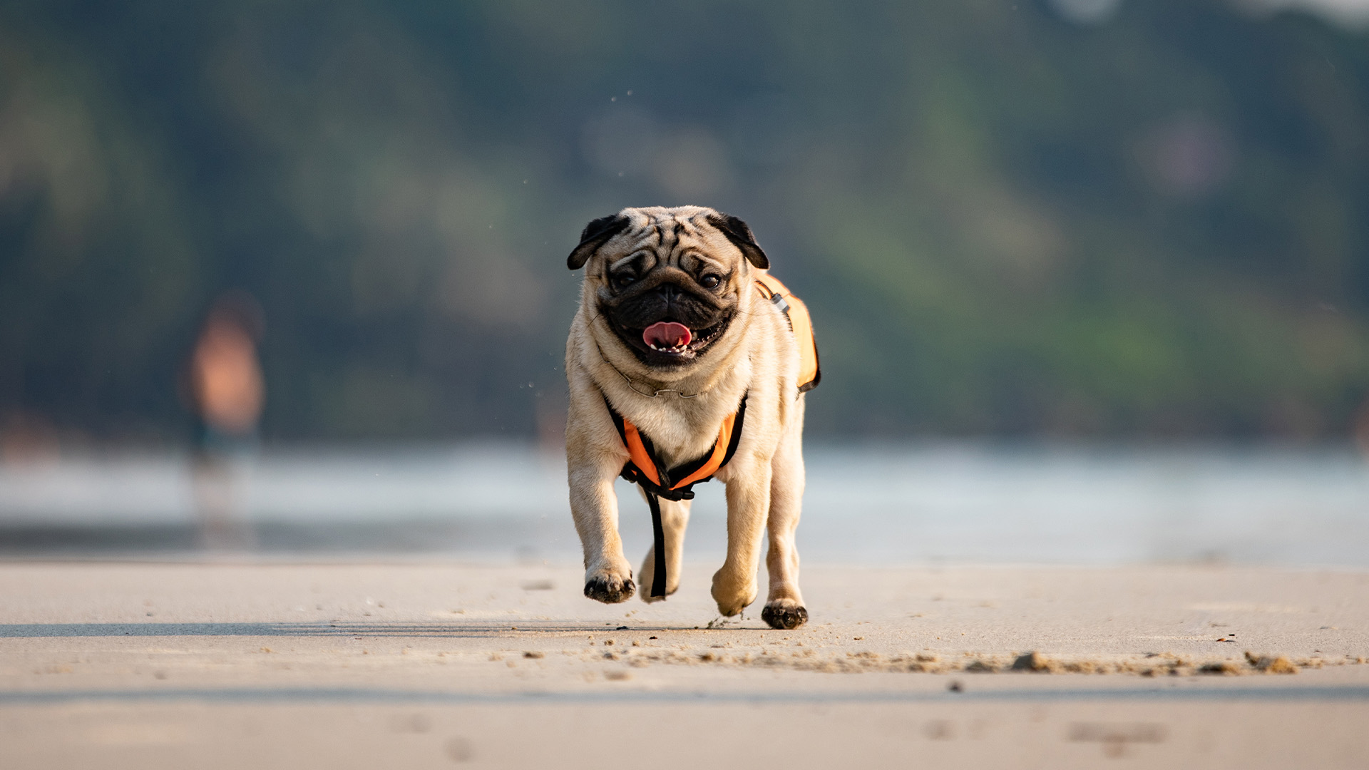 Haustier am Meer